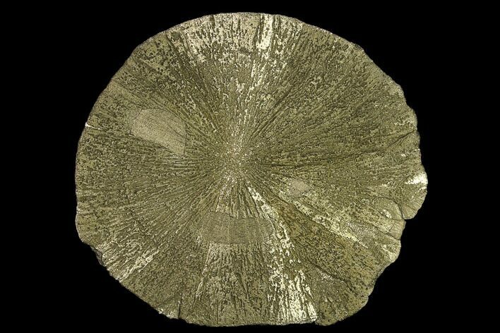 Large, Pyrite Sun - Sparta, Illinois #134895